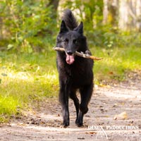 photographe animalier - photo chien sur orleans et sologne