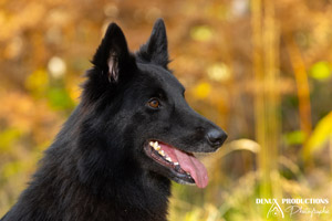 photographe pour shooting photo de votre chien, chat ou autres animaux de compagnie en region Centre val de Loire - Orleans - Sologne - Vierzon