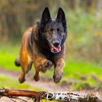 photographe - photo chien sur orleans et sologne