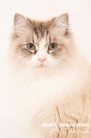 photographe - photo chat - chats - chatons sur orleans, region centre et sologne