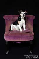 photographe - photo chien sur orleans et sologne