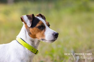 photographe - photo chien sur orleans et sologne