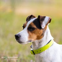 photographe - photo chien sur orleans et sologne