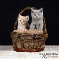 photographe - photo chat - chats - chatons sur orleans, region centre et sologne