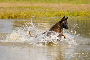 photographe - photo chien sur orleans et sologne